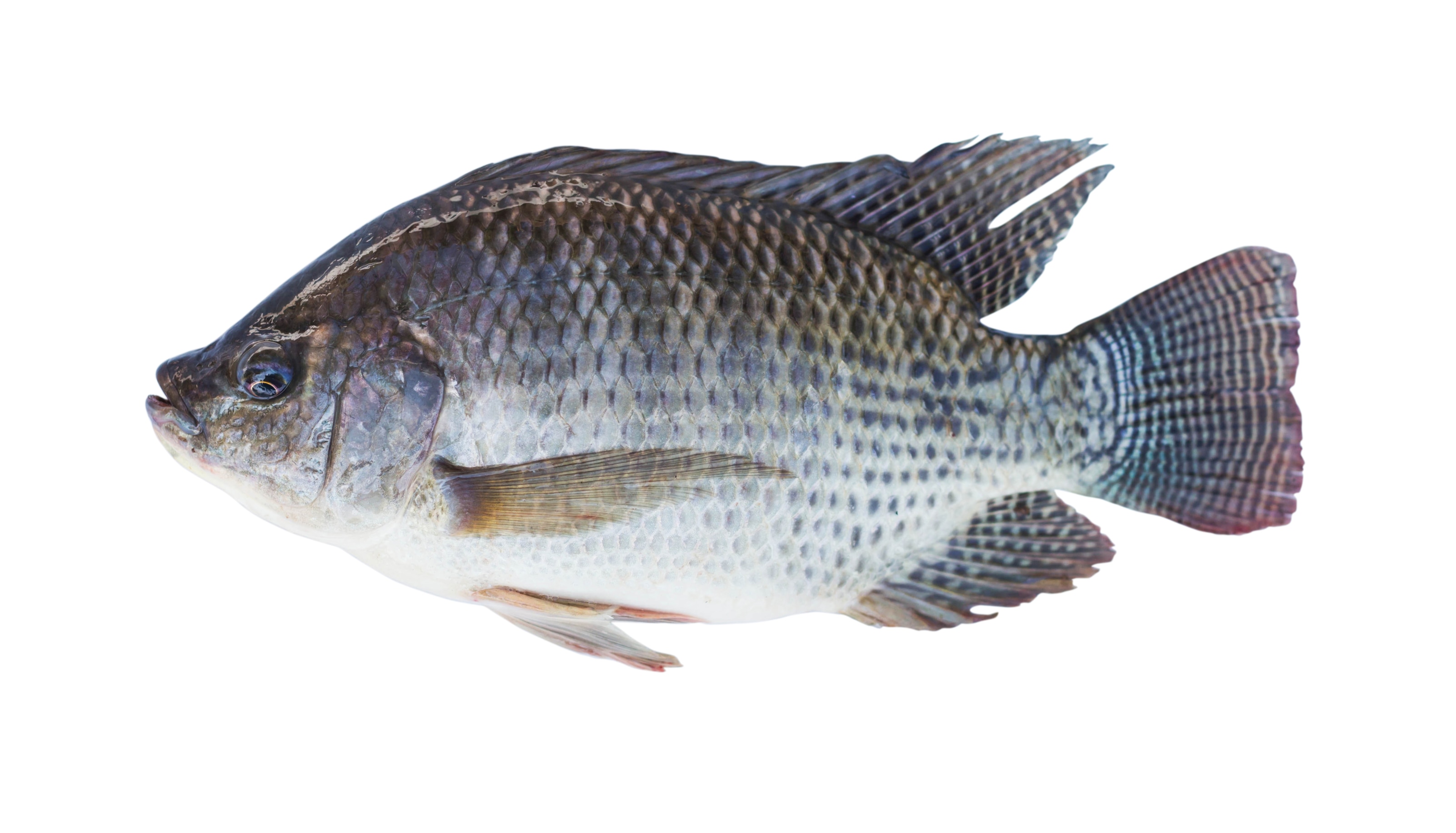 Pictures of store tilapia